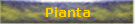 Pianta